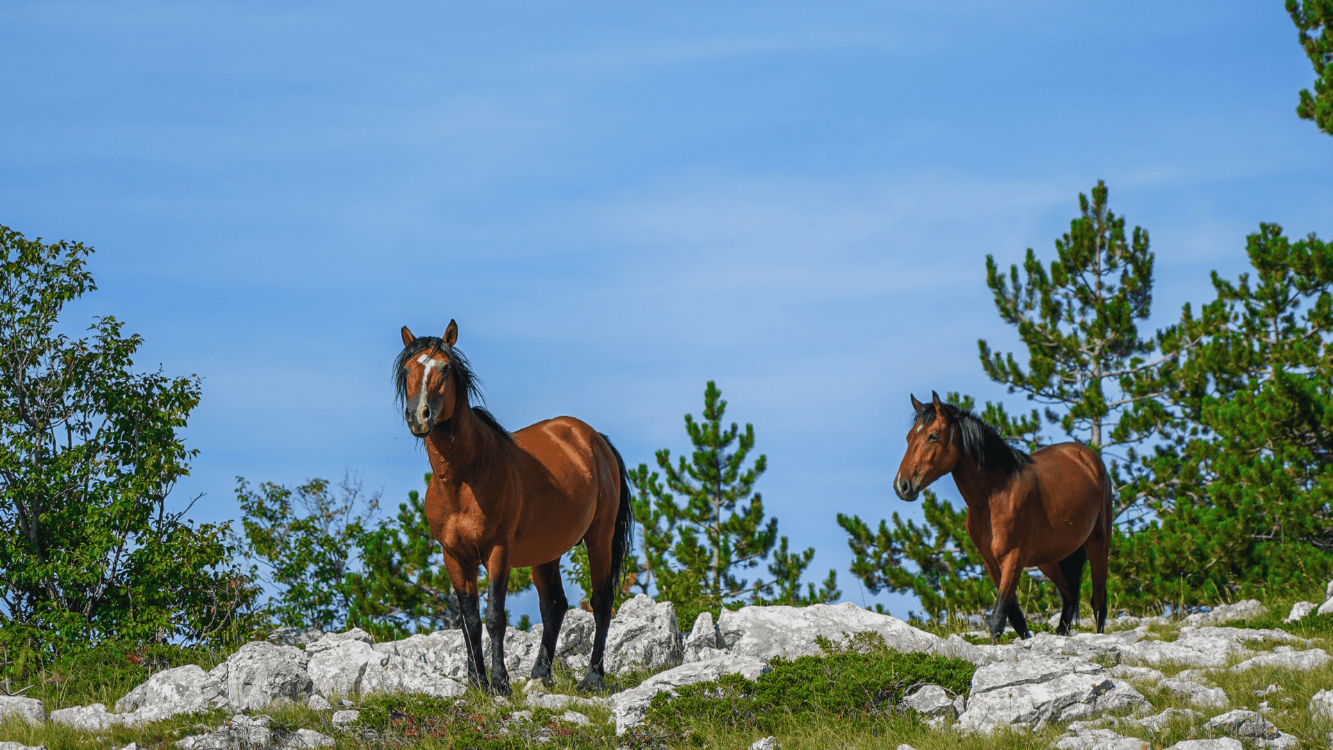 Biokovo nature park cycling route rocky mountain scenery Croatia